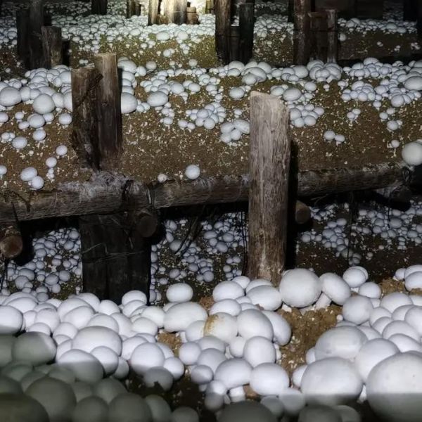 双孢菇种植前景怎么样_双孢菇市场利润大吗