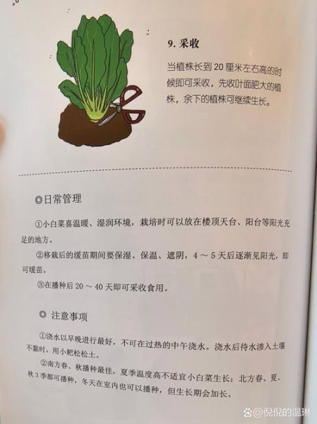 园艺新手如何选植物_家庭阳台种菜怎么开始
