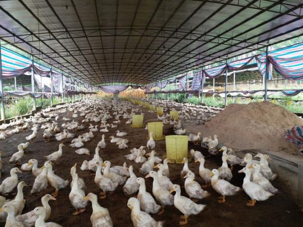 养殖鸭赚钱吗_2024年养鸭前景怎么样