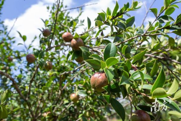 茶油种植前景如何_茶油种植利润怎么样