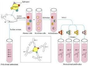 单克隆抗体市场前景如何_单克隆抗体研发难点有哪些