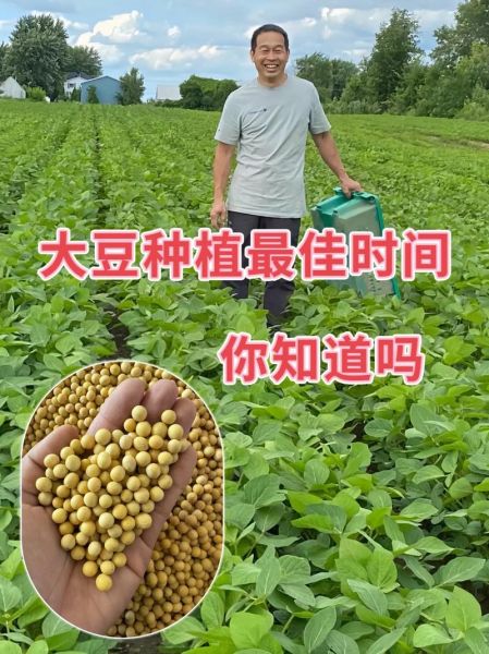 大豆发展前景怎么样_大豆种植前景如何