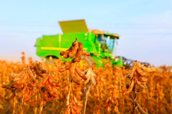 大豆发展前景怎么样_大豆种植前景如何