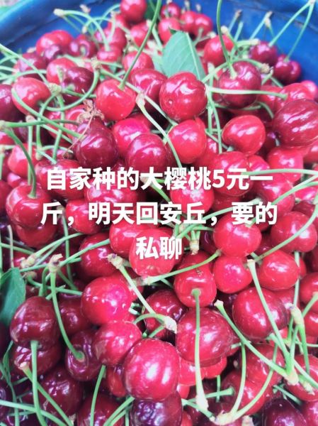 樱桃多少钱一斤_樱桃怎么挑选