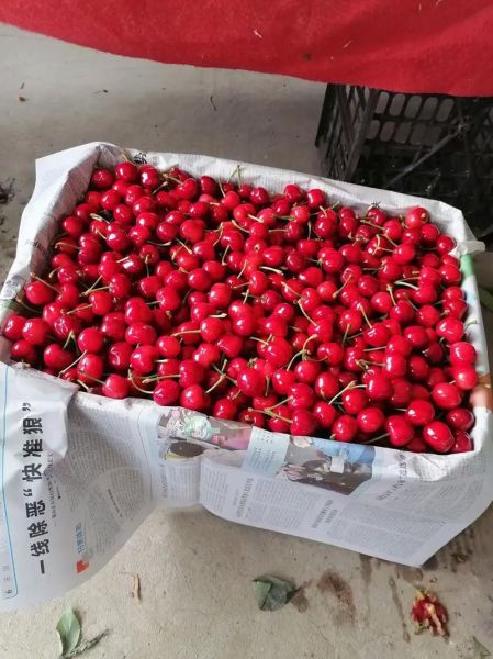 樱桃多少钱一斤_樱桃怎么挑选