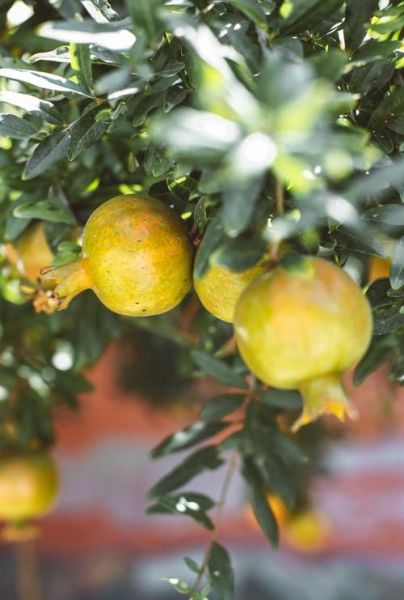 石榴种植前景怎么样_石榴市场前景分析