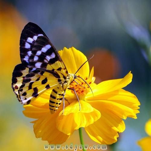 蝴蝶市场前景如何_蝴蝶养殖赚钱吗