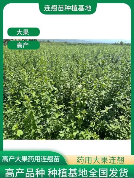 连翘种植前景如何_连翘价格走势分析