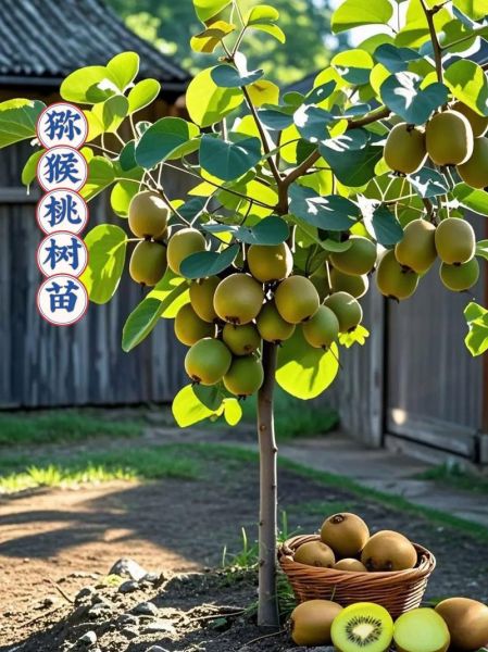 猕猴桃市场前景如何_猕猴桃种植赚钱吗