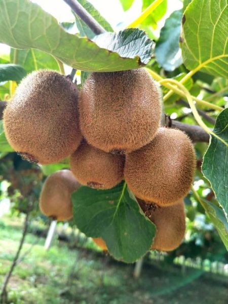 猕猴桃种植前景如何_猕猴桃市场潜力大吗