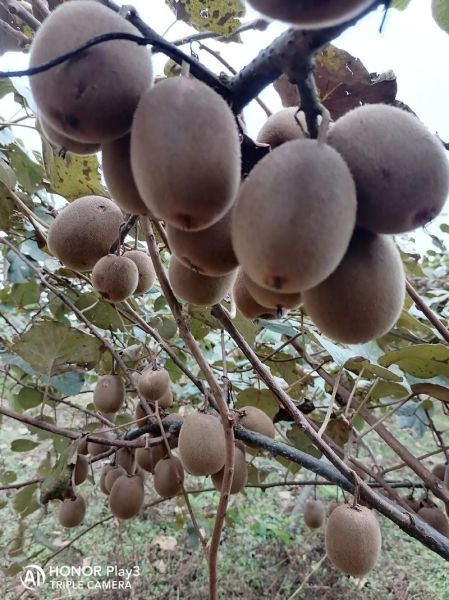 猕猴桃种植前景如何_猕猴桃市场潜力大吗