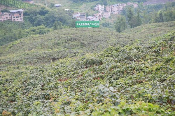 猕猴桃种植前景如何_猕猴桃市场潜力大吗