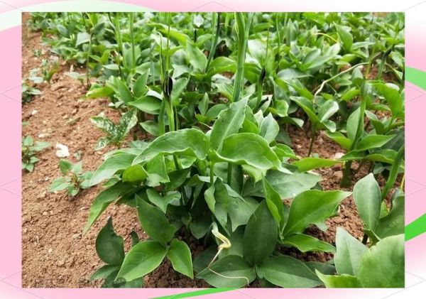 半夏种植赚钱吗_半夏市场前景怎么样