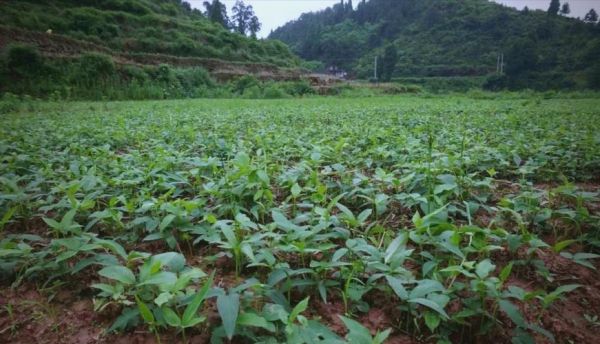 半夏种植赚钱吗_半夏市场前景怎么样