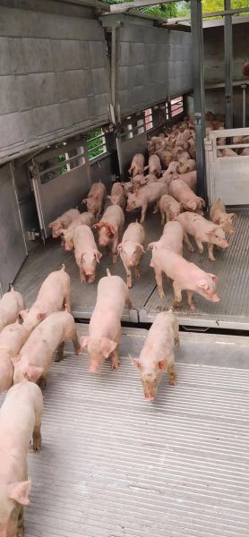 2024年养猪赚钱吗_小型养殖场如何降低成本