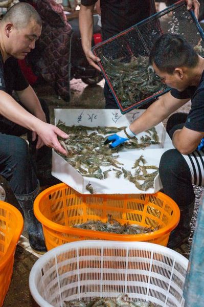 海产品电商怎么做_网购海鲜靠谱吗