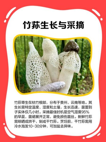 竹荪市场前景如何_竹荪种植赚钱吗