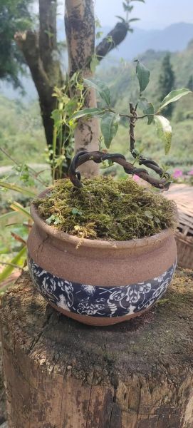 盆栽市场前景怎么样_2024年还能赚钱吗