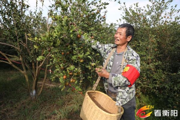 油茶种植前景怎么样_油茶市场未来五年行情
