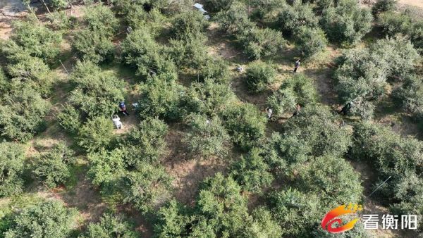 油茶种植前景怎么样_油茶市场未来五年行情