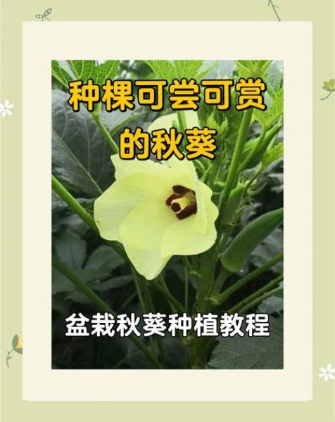 黄秋葵种植前景如何_黄秋葵市场潜力大吗