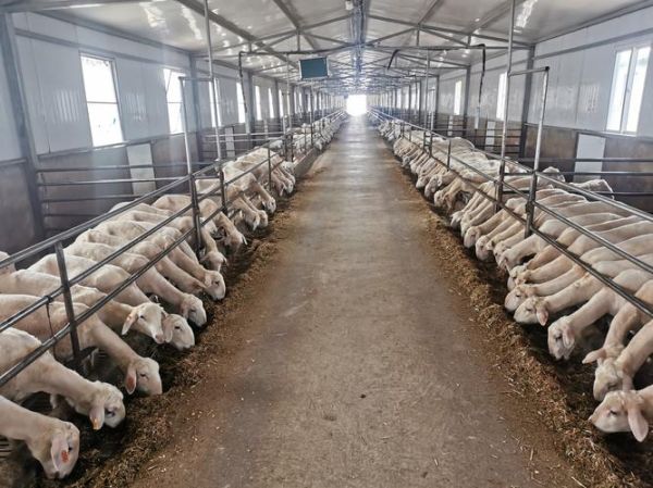 养羊赚钱吗_养羊前景怎么样