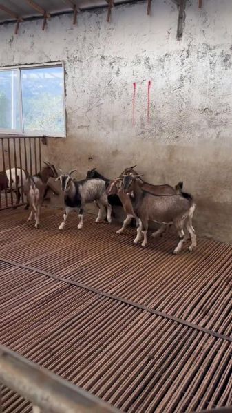 养羊赚钱吗_养羊前景怎么样