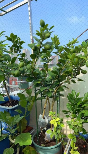 柠檬市场前景如何_柠檬种植赚钱吗