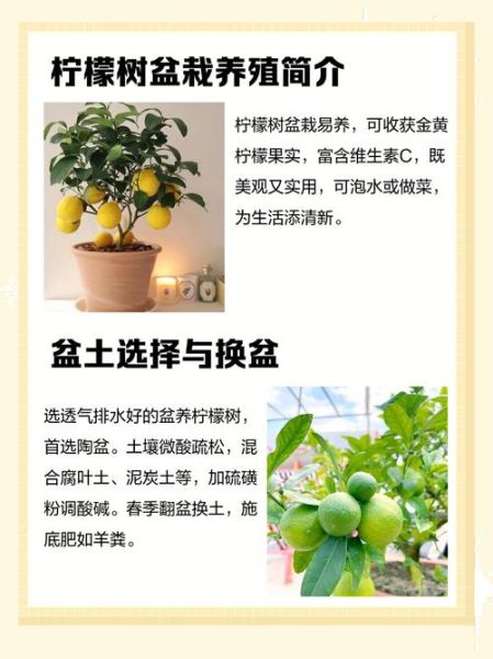 柠檬市场前景如何_柠檬种植赚钱吗