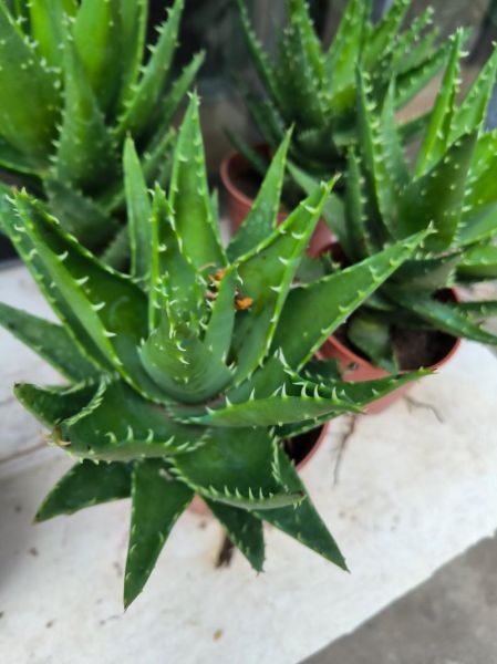 芦荟种植赚钱吗_芦荟市场前景怎么样