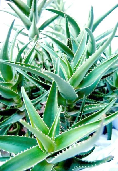 芦荟种植赚钱吗_芦荟市场前景怎么样