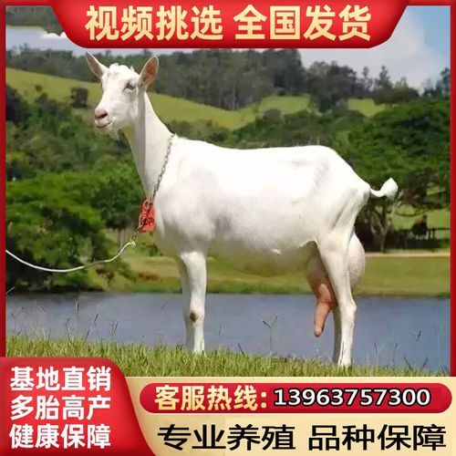 奶羊养殖赚钱吗_奶羊市场前景怎么样