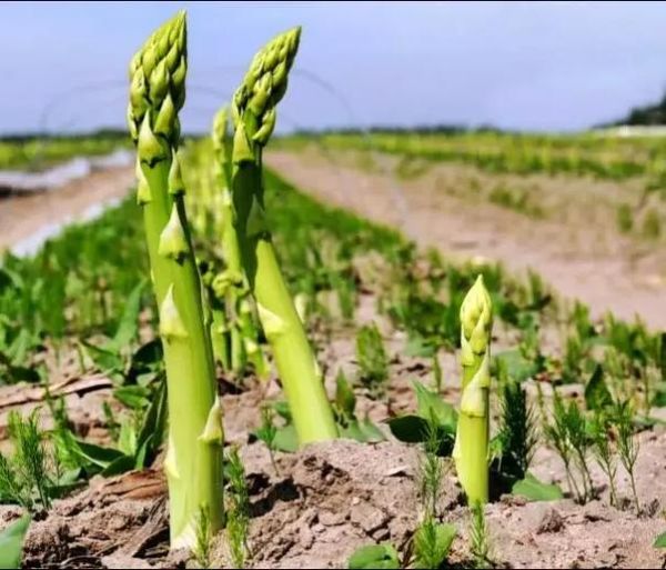 芦笋种植前景怎么样_2024年种芦笋赚钱吗