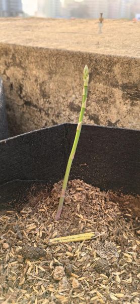 芦笋种植前景怎么样_2024年种芦笋赚钱吗