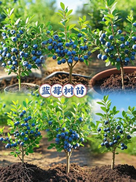 蓝莓种植前景如何_蓝莓市场前景怎么样