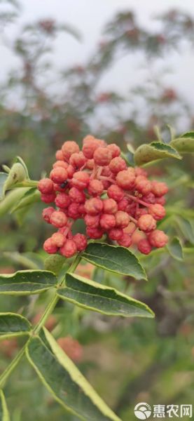 花椒种植前景怎么样_2024年花椒价格走势