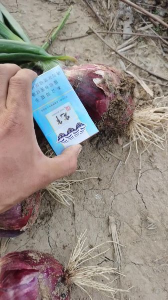 2019年洋葱价格走势_洋葱种植前景怎么样