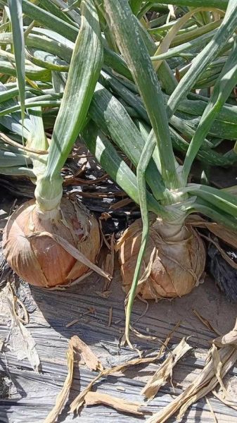 2019年洋葱价格走势_洋葱种植前景怎么样