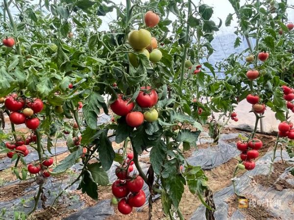 2017蔬菜行业前景如何_蔬菜种植赚钱吗