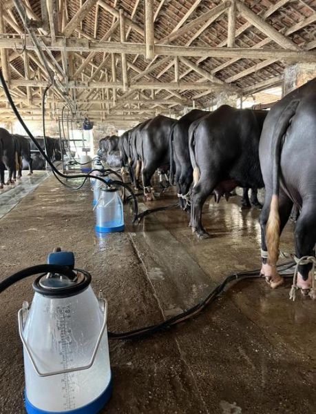 水牛乳前景怎么样_水牛乳市场前景如何