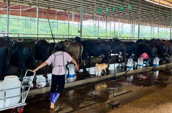 水牛乳前景怎么样_水牛乳市场前景如何