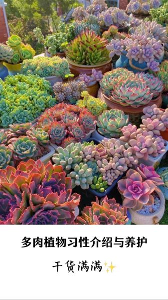 多肉植物前景怎么样_新手还能赚钱吗
