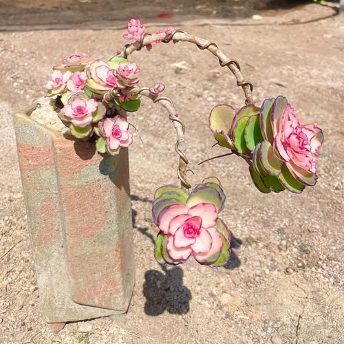 多肉植物前景怎么样_新手还能赚钱吗