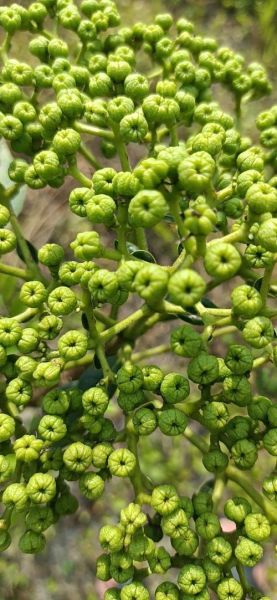 吴茱萸价格走势_吴茱萸种植前景怎么样