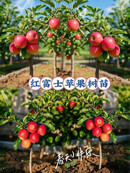 红富士苹果种植前景如何_红富士苹果未来价格走势