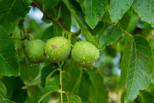 核桃种植前景如何_核桃营养价值高吗