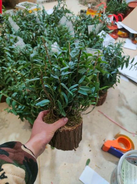 铁皮石斛市场前景如何_铁皮石斛种植赚钱吗