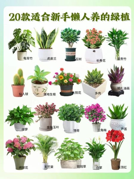 什么花适合室内养_新手养花入门指南