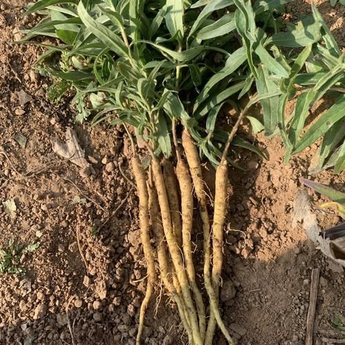 黄芩种植前景如何_2024年种黄芩赚钱吗