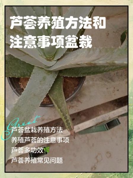 种植芦荟赚钱吗_芦荟种植前景怎么样